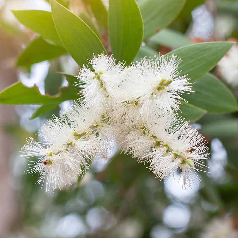 Arbore de ceai - ingredient în CIUPERCA TIBETANĂ cremă – 50 ml