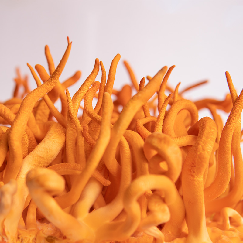 Cordyceps - ingredient în CIUPERCA TIBETANĂ FORTE cremă – 50 ml