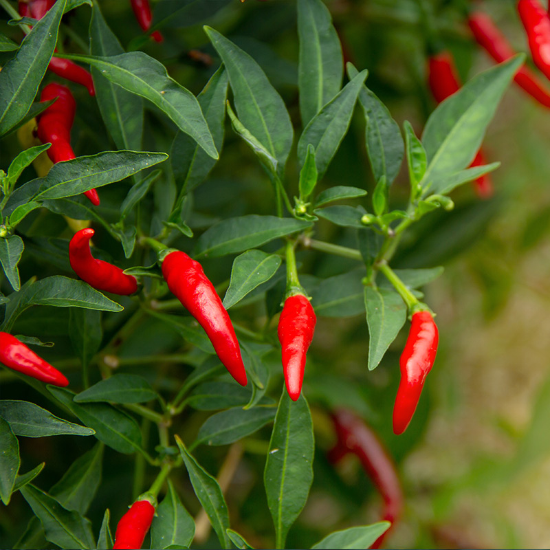 Ardei iute - ingredient în CIUPERCA TIBETANĂ FORTE cremă – 50 ml