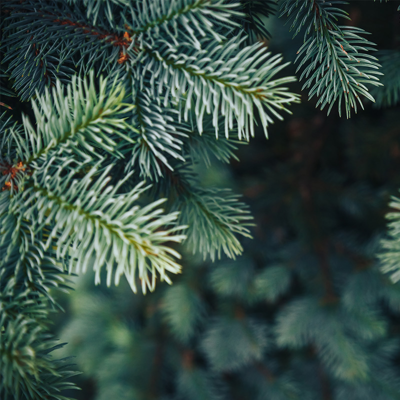 Brad Siberian - ingredient în CIUPERCA TIBETANĂ FORTE cremă – 50 ml