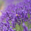 LAVANDĂ – ulei esențial integral