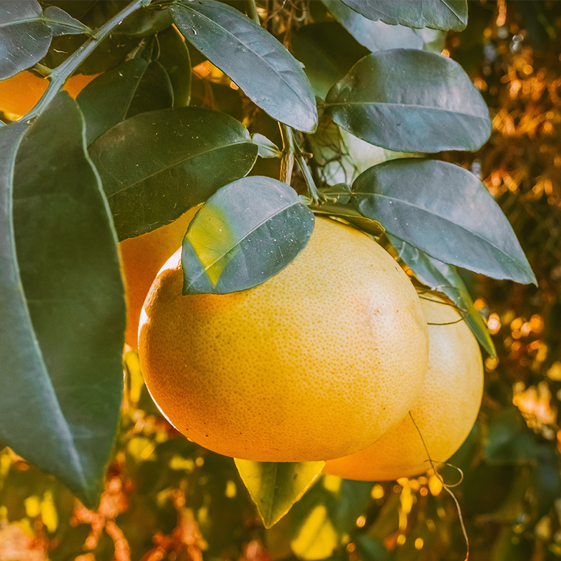 GRAPEFRUIT – ulei esențial integral – 10 ml