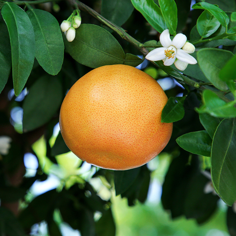 GRAPEFRUIT – ulei esențial integral – 10 ml