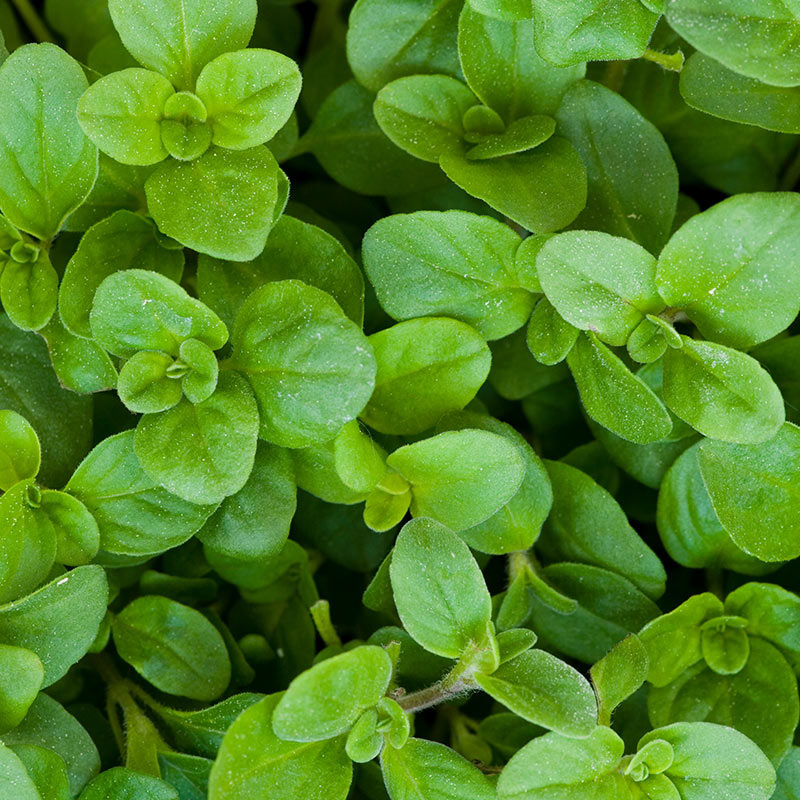 MAGHIRAN MAJORAN – ulei esențial integral – 10 ml