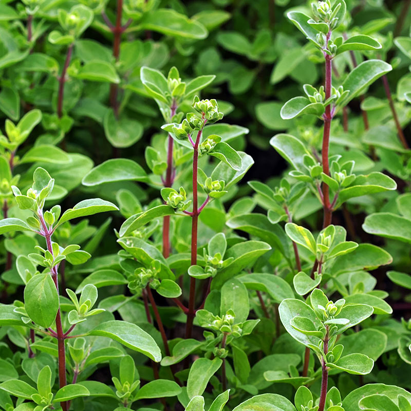 MAGHIRAN MAJORAN – ulei esențial integral – 10 ml