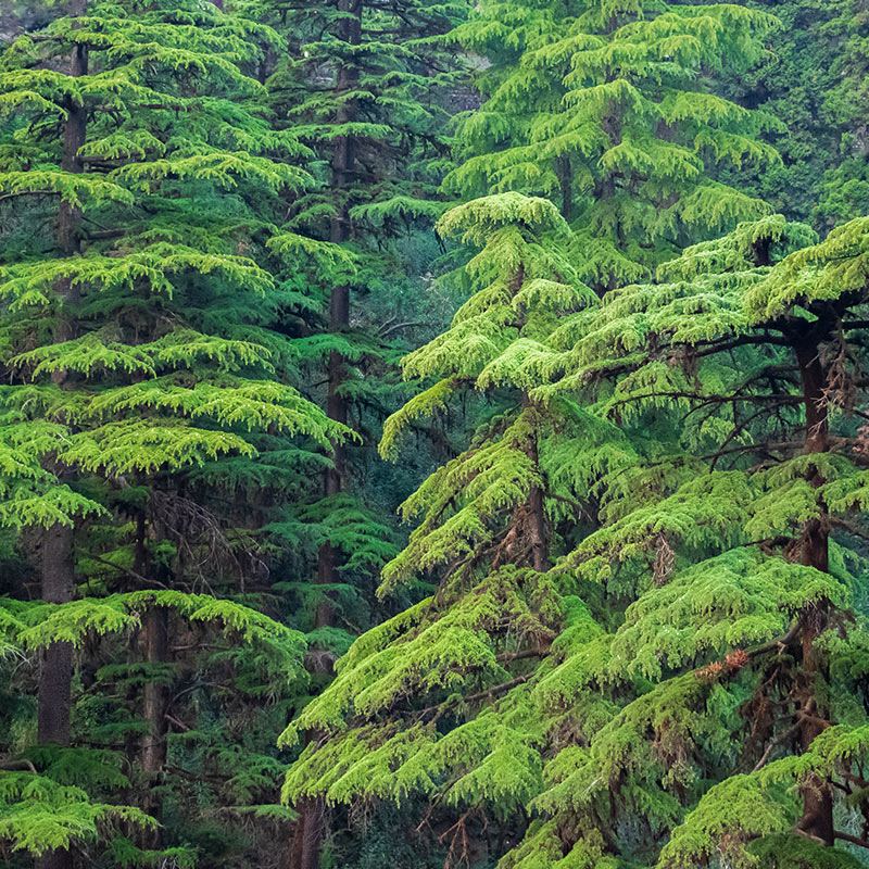 CEDRU – ulei esențial integral – 10 ml