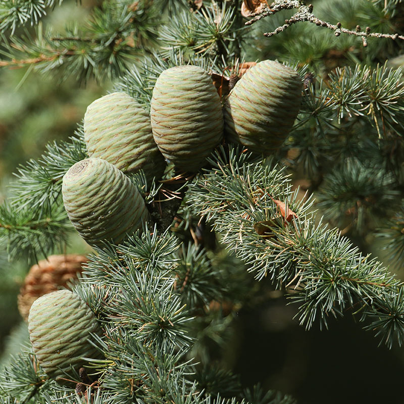 CEDRU – ulei esențial integral – 10 ml