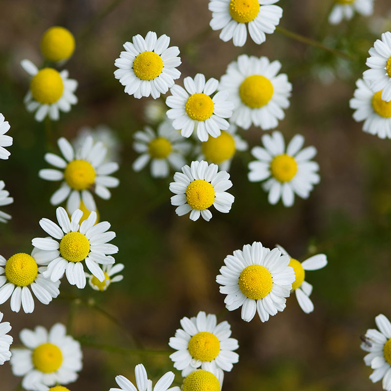 MUȘEȚEL ROMAN – ulei esențial integral – 5 ml