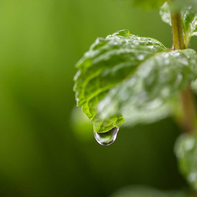 Mentă - ingredient în IMUNITATE – combinație de uleiuri esențiale