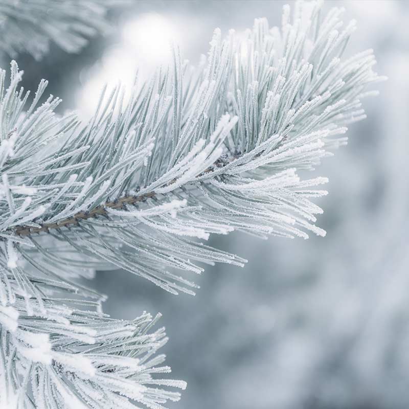 PIN - ingredient în IMUNITATE – combinație de uleiuri esențiale