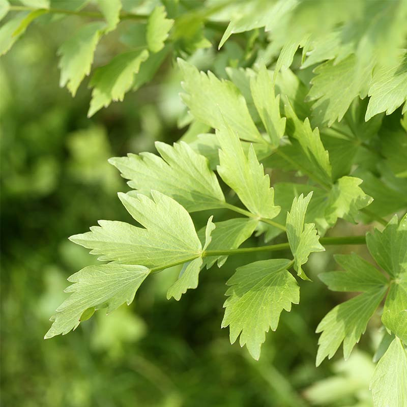 Leuștean - ulei esențial integral