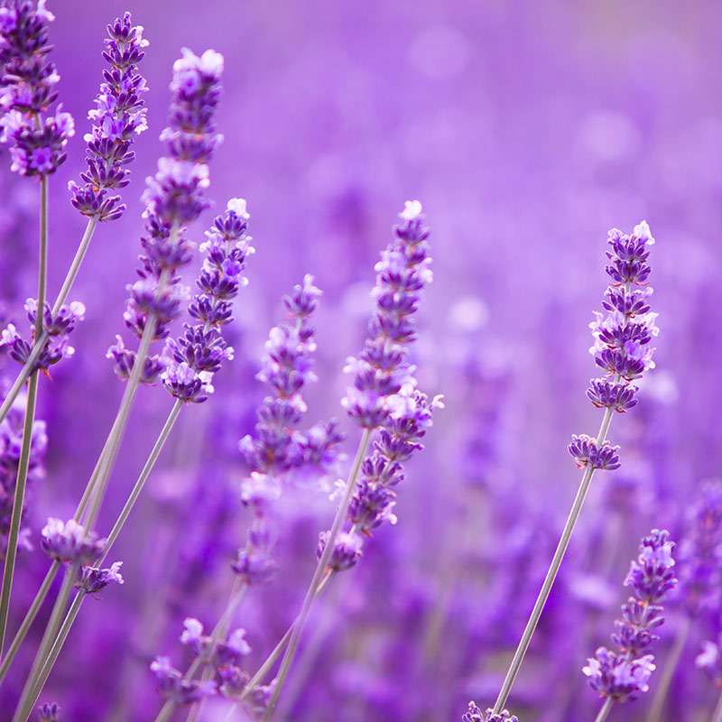 PARAZIT DREN – 30 capsule