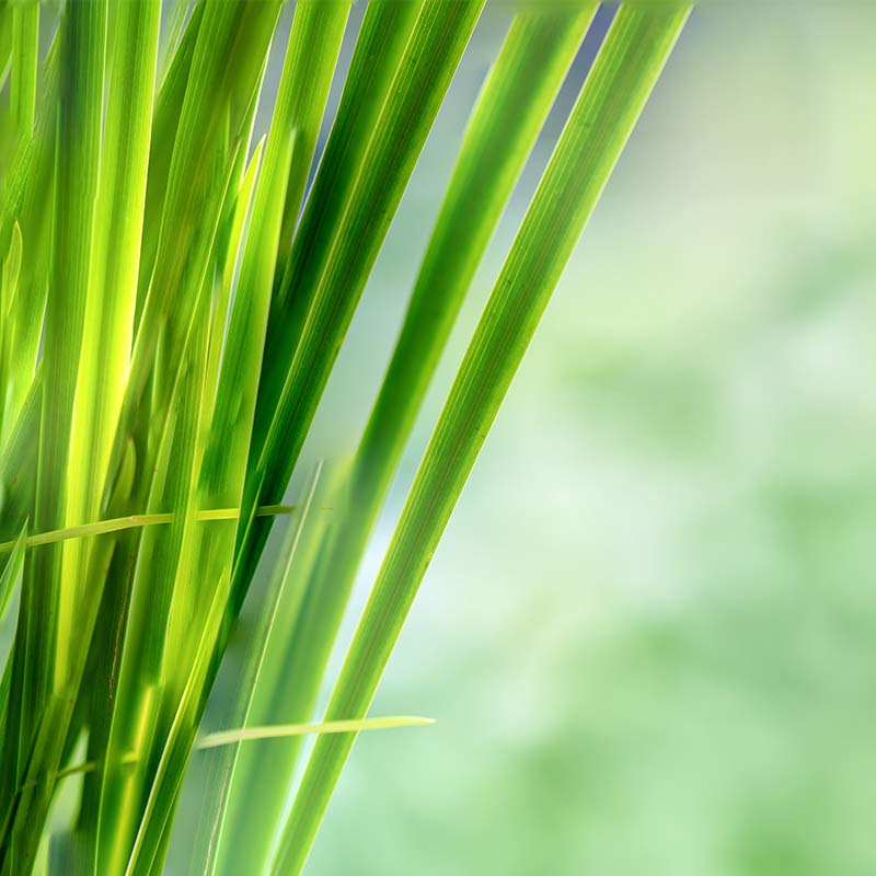 OBLIGEANĂ – ulei esențial integral