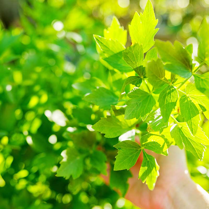 Leuștean - ingredient în CISTIDREN – combinație de uleiuri esențiale integral