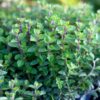 Oregano - ingredient în PROTECȚIE – combinație de uleiuri esențiale integrale