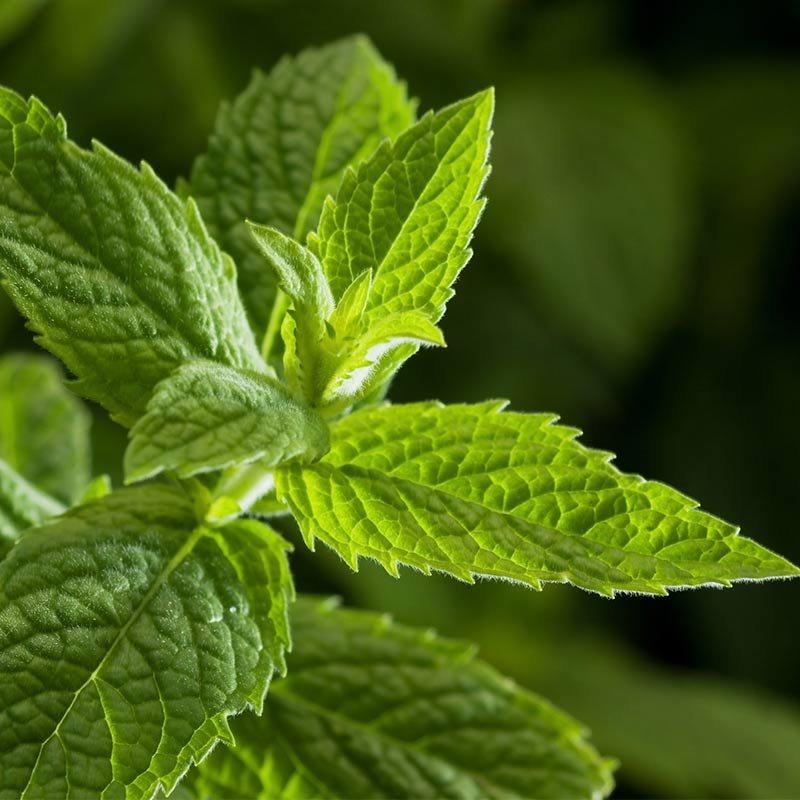 Cuișoare - ingredient N-BIOT1C RESPIRATOR – combinație de uleiuri esențiale integrale