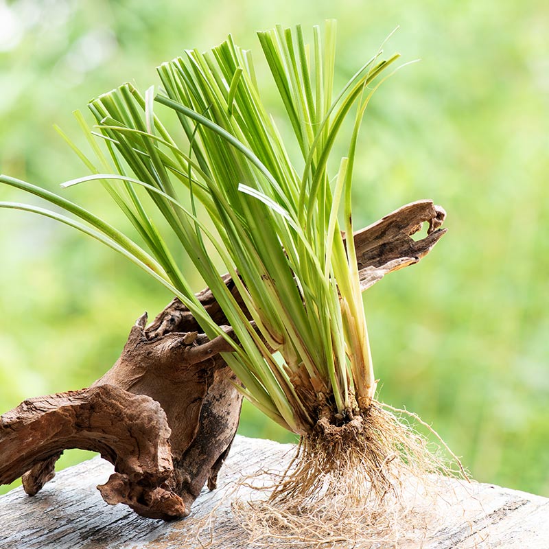 VETIVERT – ulei esențial integral