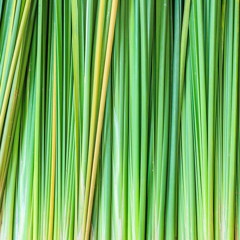 VETIVERT – ulei esențial integral