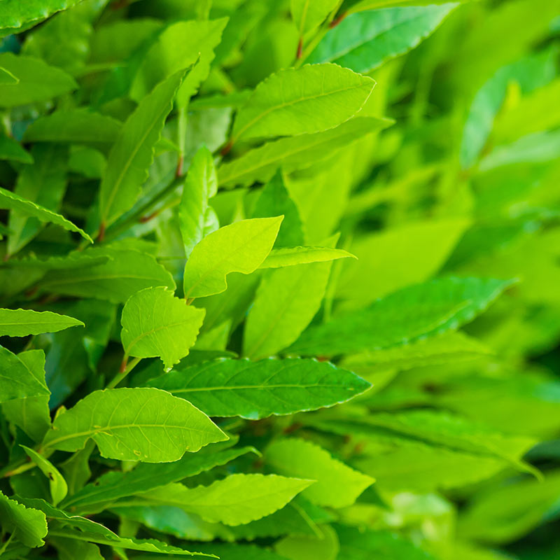 Dafin - ingredient în N-BIOT1C PRO-SINERGIC – combinație de uleiuri esențiale