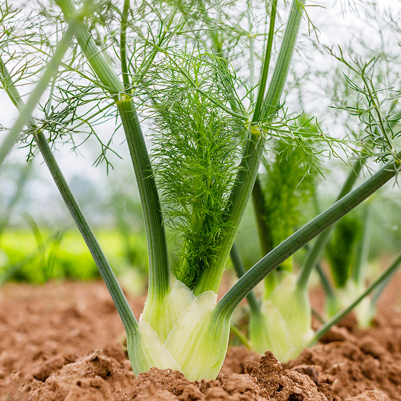 Fenicul - ingredient în N-BIOT1C DIGESTIV – combinație de uleiuri esențiale