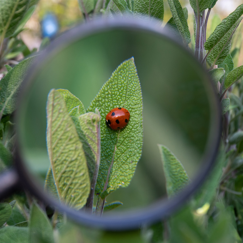 Salvie - ingredient N-BIOT1C RESPIRATOR – combinație de uleiuri esențiale integrale