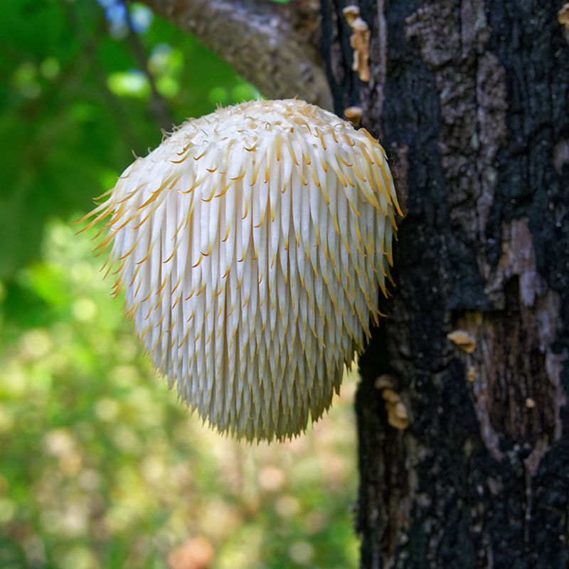 Coama leului - ingredient în NEURO-INTEGRUM – 30 capsule