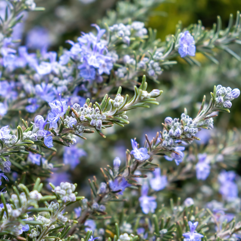 Rozmarin - ingredient în NEURO-INTEGRUM – 30 capsule