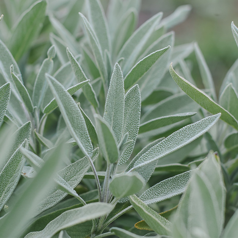 Salvie - ingredient în NEURO-INTEGRUM – 30 capsule